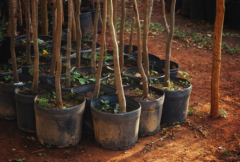 Fotografia de diversas mudas de árvores nativas cultivadas em vasos plásticos pretos, organizadas lado a lado sobre solo de terra avermelhada. Os troncos finos se elevam verticalmente, enquanto pequenas folhas verdes surgem na base de algumas mudas. Ao fundo, outros vasos e mudas aparecem desfocados, indicando um viveiro de produção de árvores. A iluminação natural destaca a textura da terra e dos recipientes, reforçando o ambiente de cultivo e preparo para o plantio.