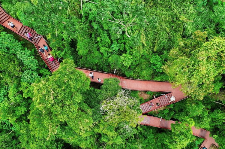 Vista aérea de uma passarela elevada e com degraus em tom avermelhado, localizada no Parque Natural Municipal Fazenda da Juta, em São Paulo. A estrutura serpenteia no meio da vegetação densa e preservada da Mata Atlântica. Várias pessoas são vistas caminhando ao longo do trajeto, cercadas pelas copas verdes das árvores.