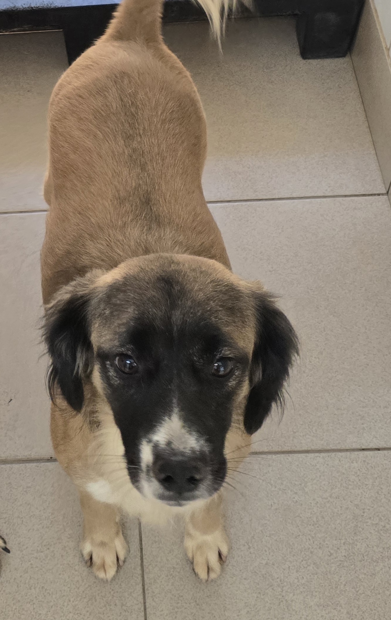 #PraCegoVer: Diguinho é um cachorro de pelagem branca com manchas pretas, possui olhos pretos está em pé olhando para cima. 