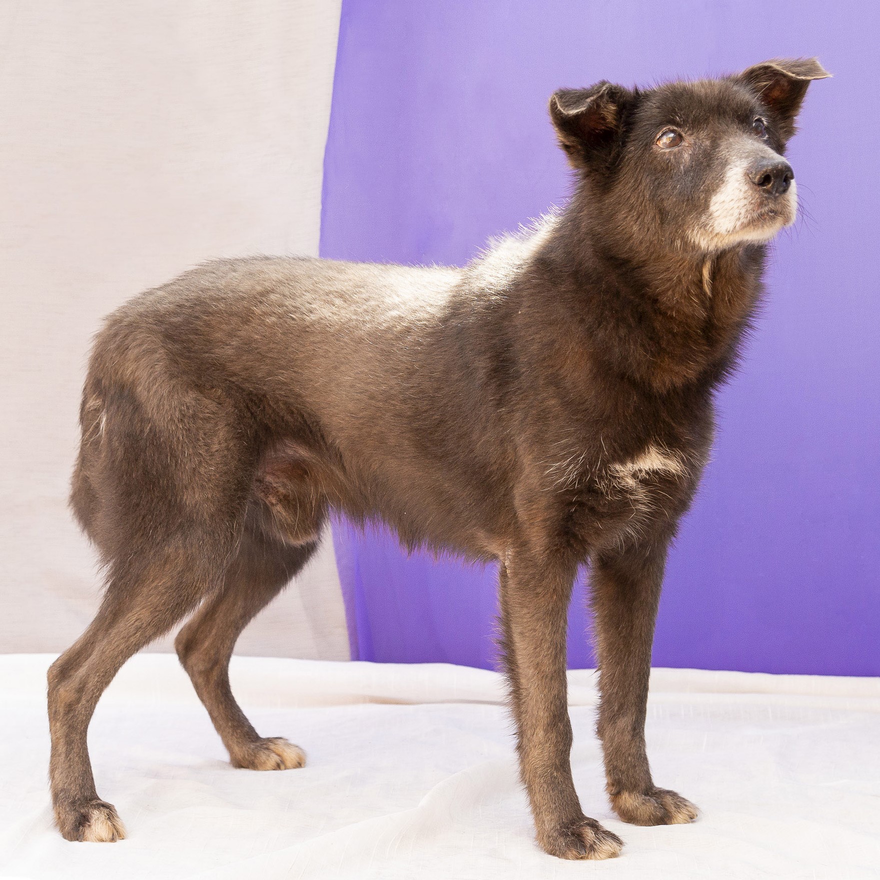 #PraCegoVer: Eclipse é um cachorro de pelagem preta com manchas brancas, possui olhos marrons e está em pé olhando para cima.