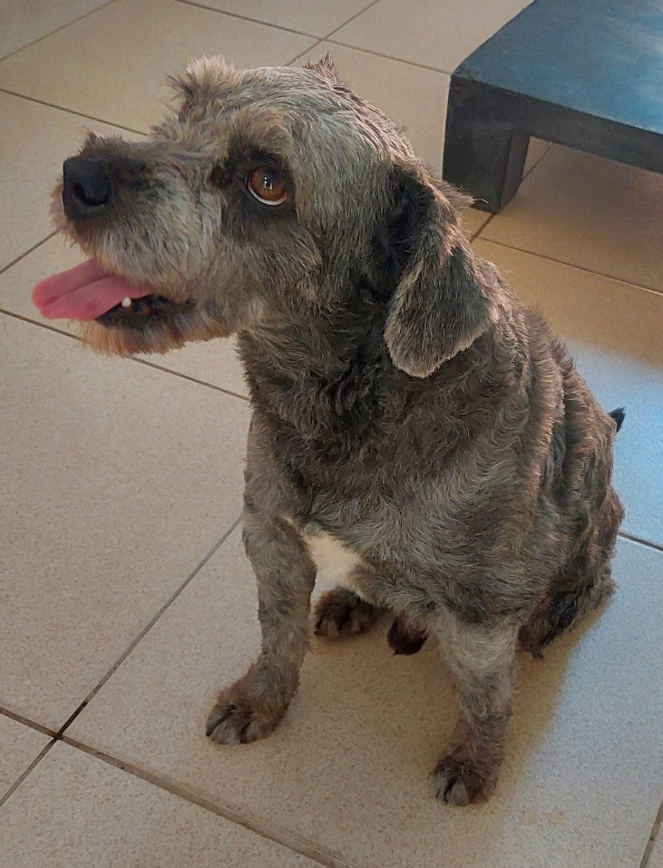 #PraCegoVer: Furby é um cachorro com pelagem cinza com manchas brancas e pretas, possui olhos castanhos e está sentado olhando para cima, com a língua para fora 