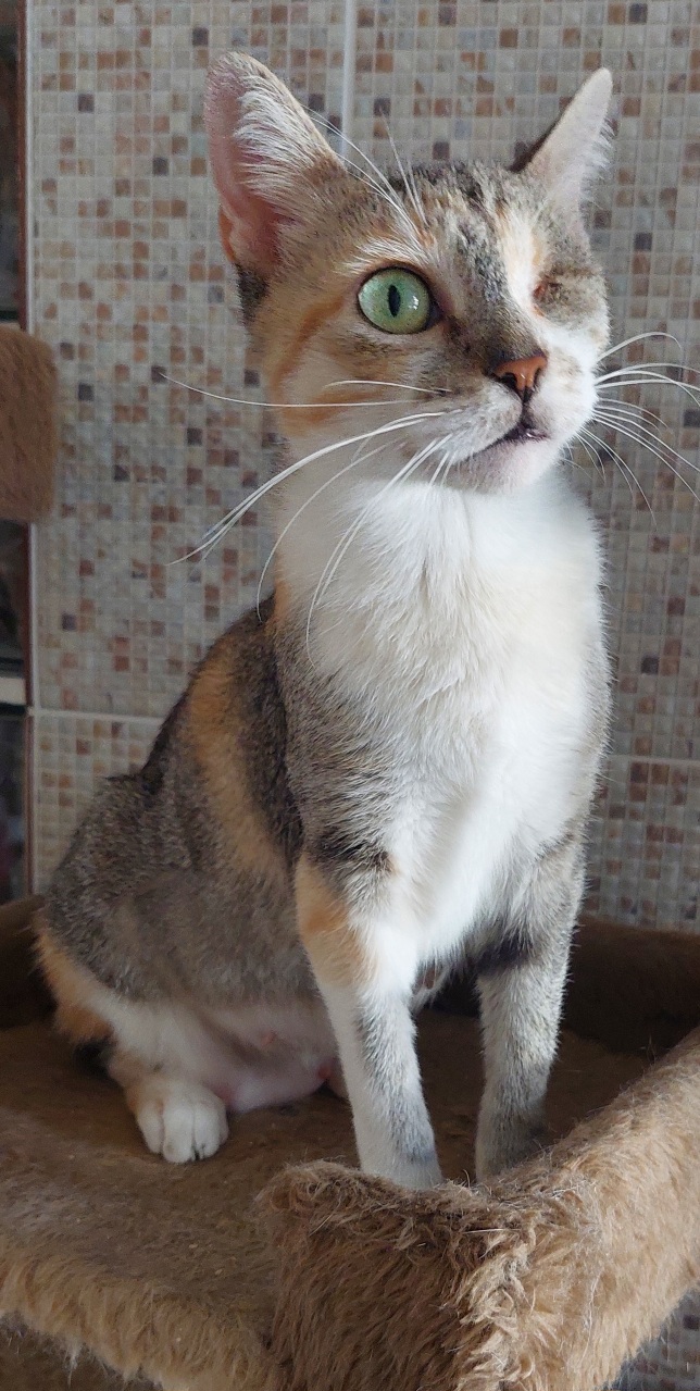 #PraCegoVer: Giovanna é uma gata de pelagem branca com manchas marrons e cinzas, possui um olho verde, porém não tem o olho esquerdo, está sentada olhando para frente  