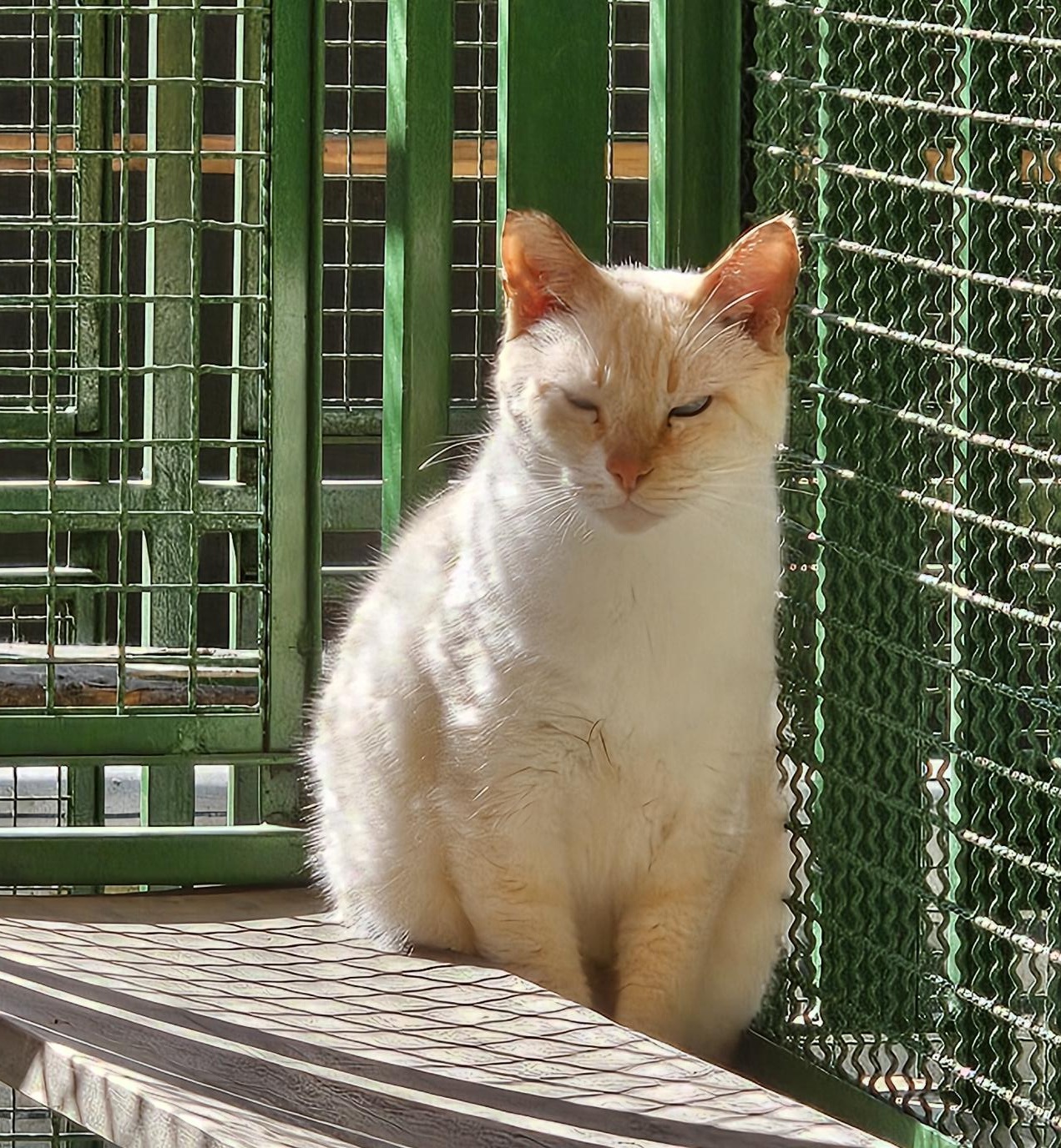 #PraCegoVer: Hayden é um gato de pelagem branca com manchas amarelas, está de olhos fechados e está sentado. 