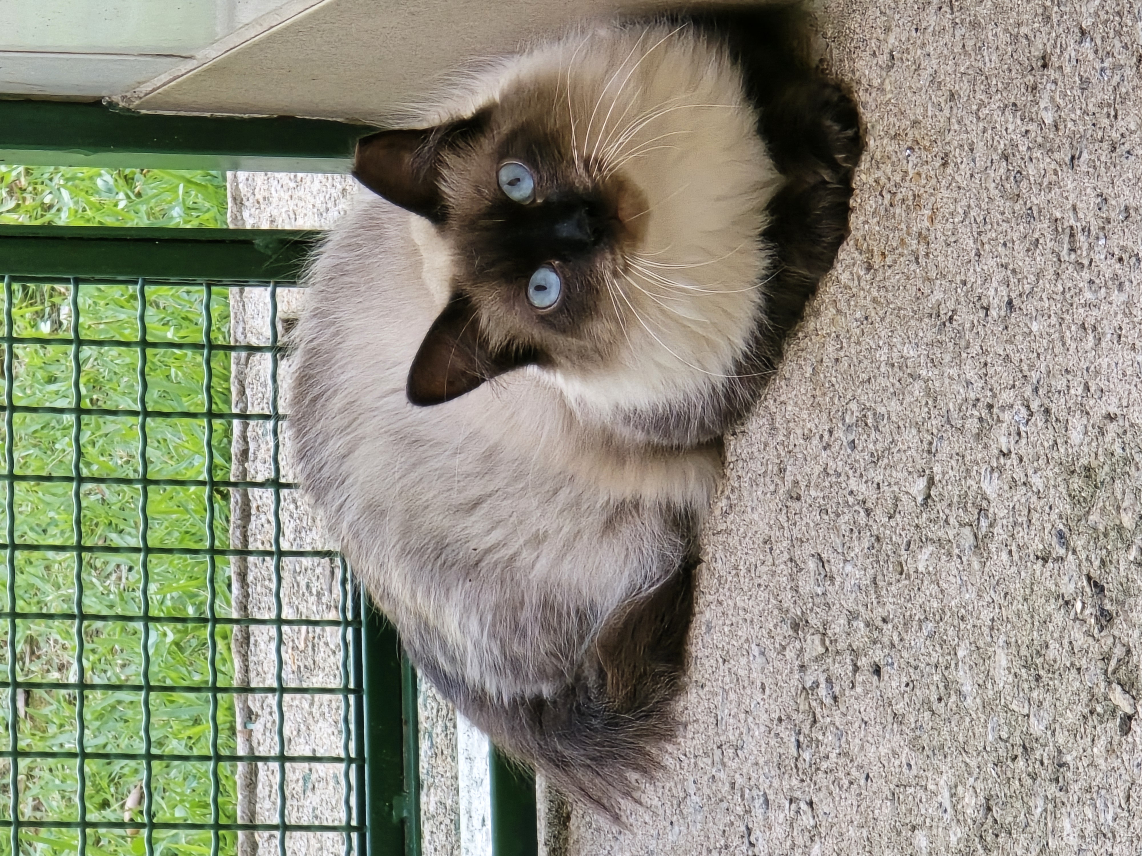 #PraCegoVer: Horus é um gato de pelagem branca com manchas marrons, possui olhos azuis e está deitado olhando para frente. 