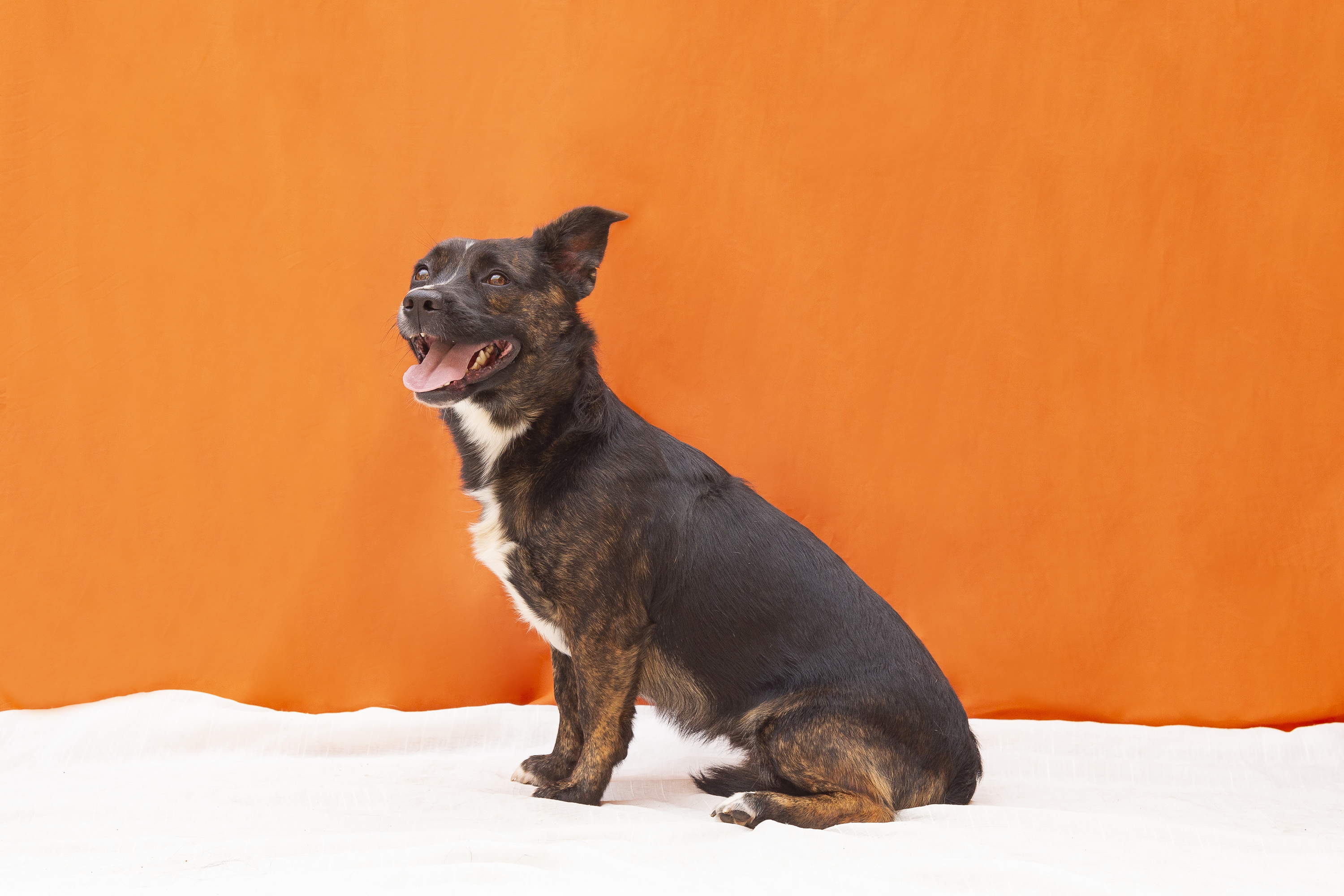 #PraCegoVer: Lamine Yamal é um cachorro com pelagem preta e manchas brancas e marrons. possui os olhos marrons e está sentado olhando para cima em um fundo laranja.