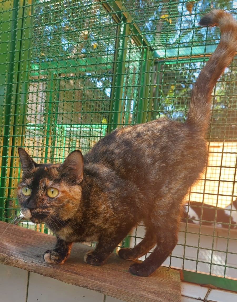  #PraCegoVer: Madonna é uma gata de pelagem preta com manchas claras, possui olhos amarelos e está em pé olhando para o lado. 