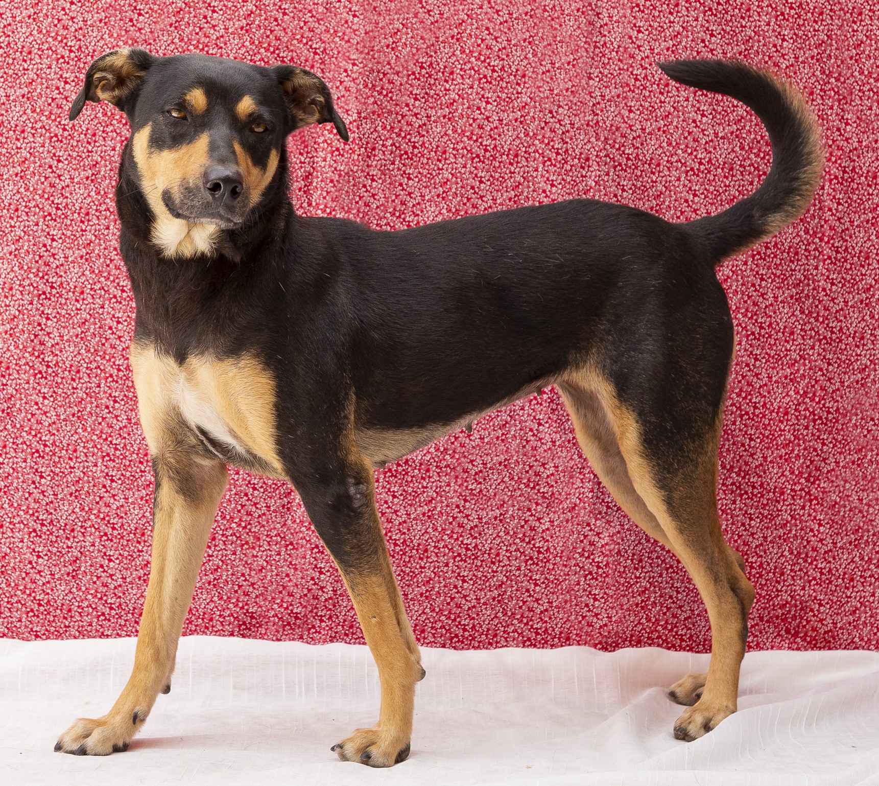 #PraCegoVer: Malu é uma cachorra de pelagem preta com manchas marrons, olhos castanhos e está em pé olhando para frente.