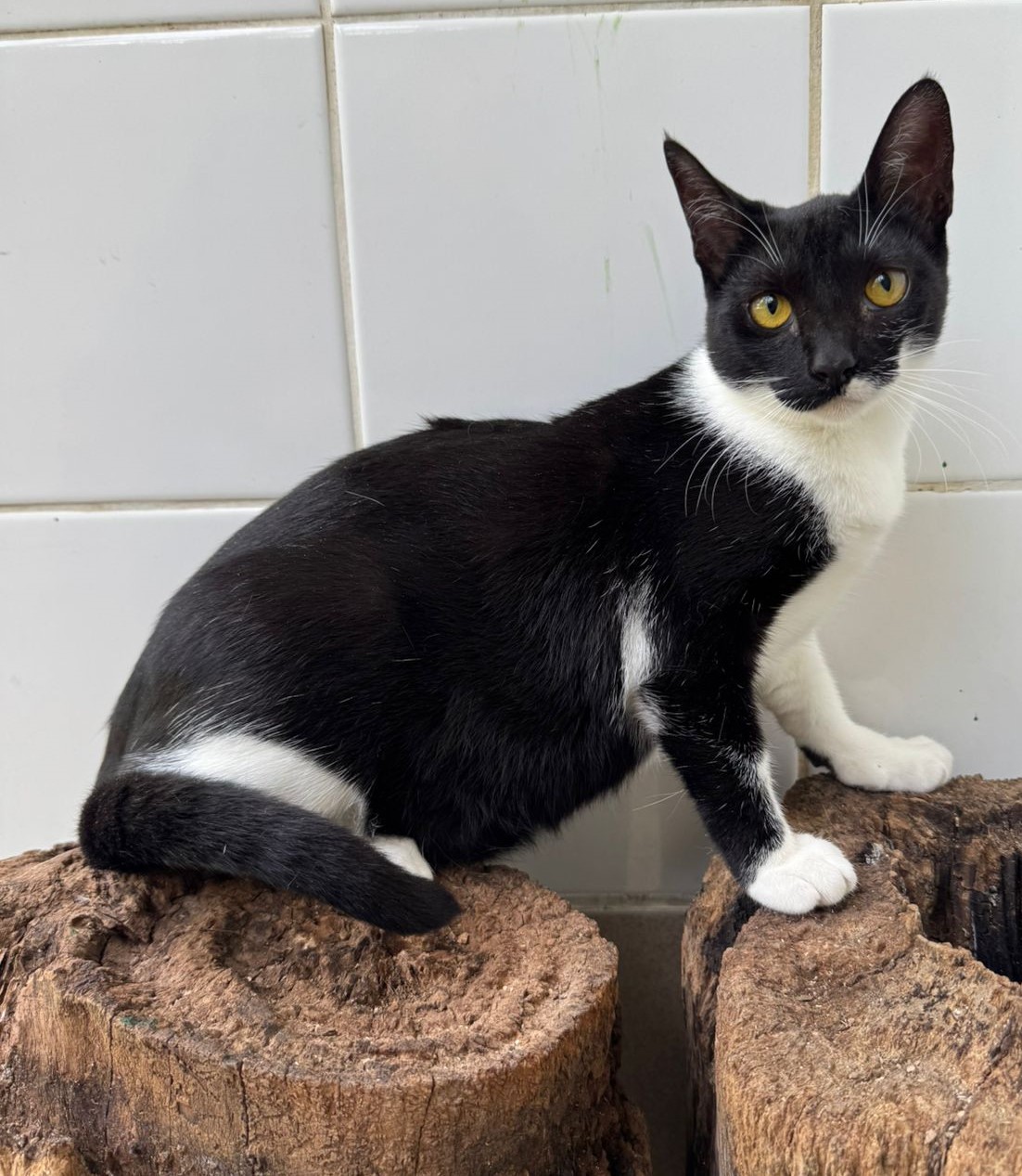  #PraCegoVer: Maria de Flocos é uma gata de pelagem preta com manchas brancas, possui olhos amarelos e está sentada olhando para frente