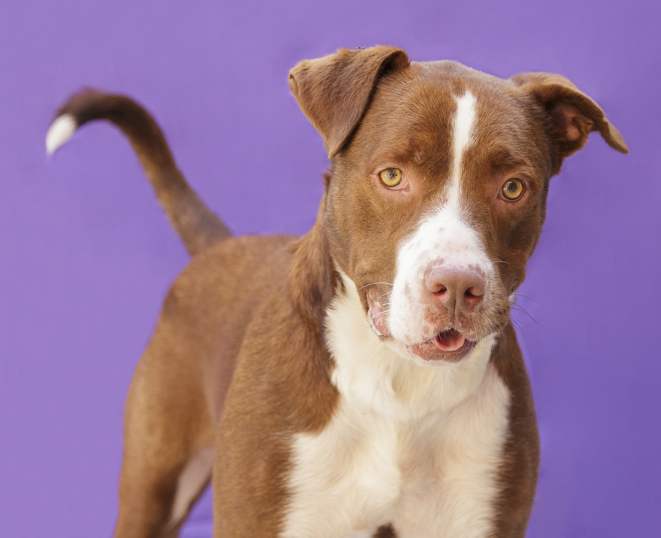 #PraCegoVer: Maui é um cachorro de pelagem marrom com uma mancha branca que se estendo do focinho ao peito, olhos amarelados, e está em pé olhando para frente.