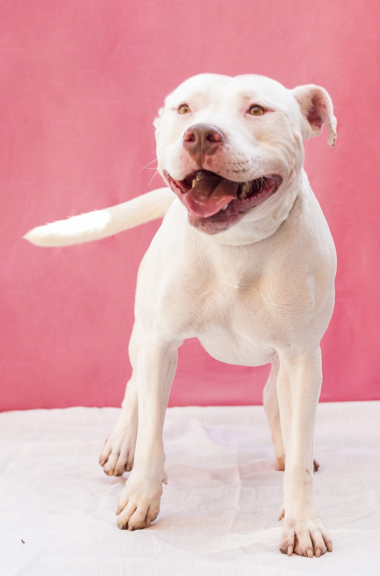 #PraCegoVer: Moana é uma cachorra de pelagem totalmente branca e olhos na cor amarela com pequenas manchas marrons, e está em pé olhando para o lado.