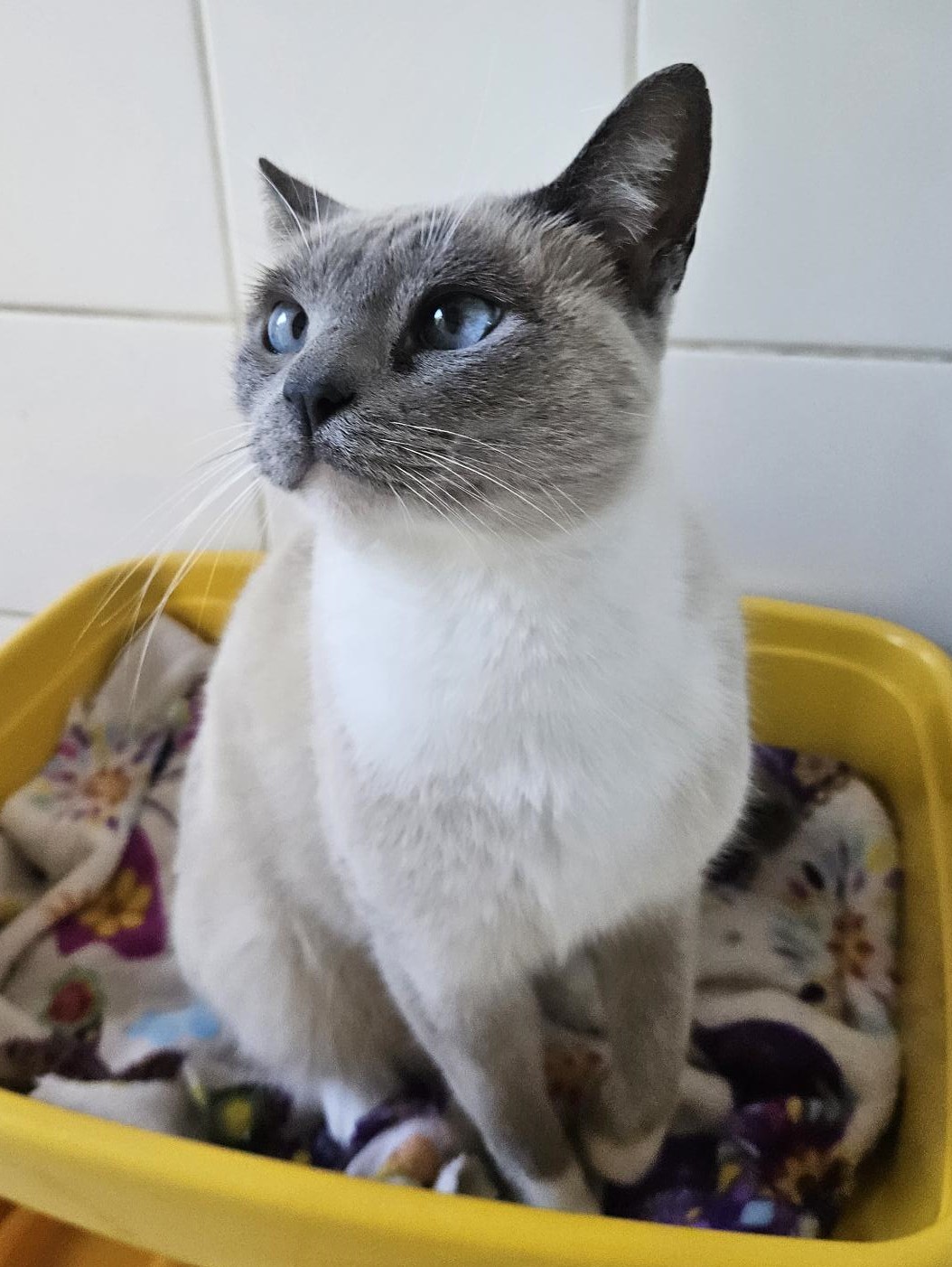 #PraCegoVer: Paçoca é uma gata de pelagem branca com manchas cinzas, possui olhos azuis e está sentada olhando para cima.