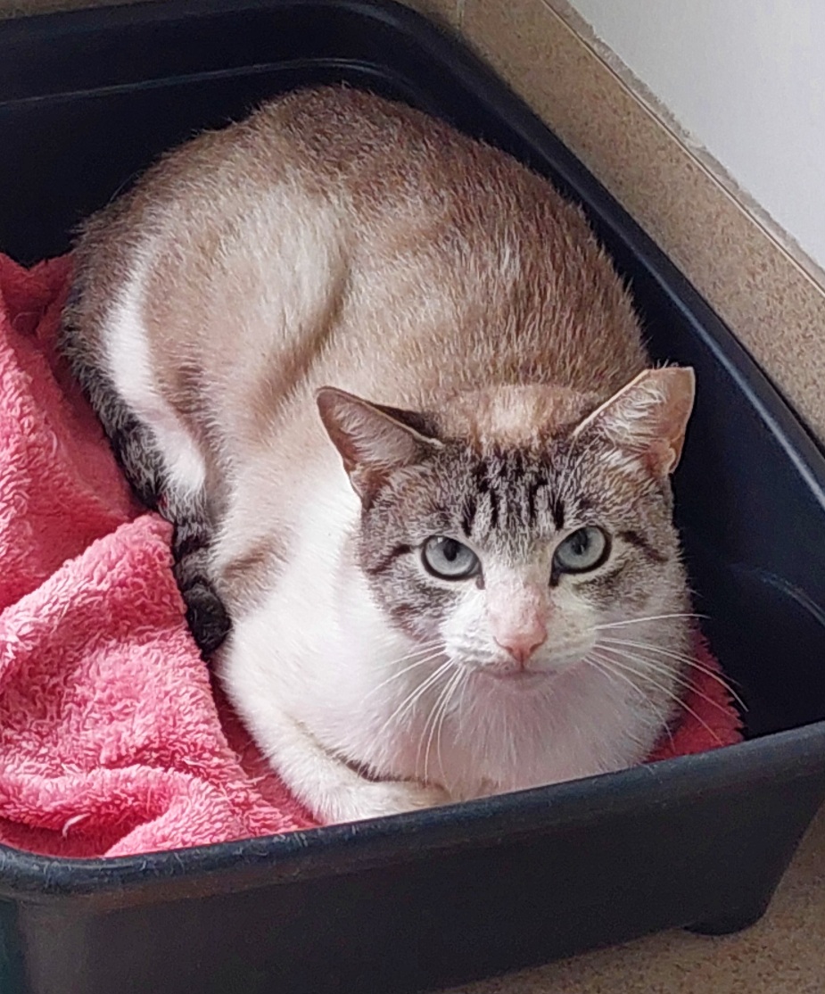 #PraCegoVer: Paris é uma gata de pelagem branca com manchas pretas, possui olhos azuis e está deitada olhando para cima.