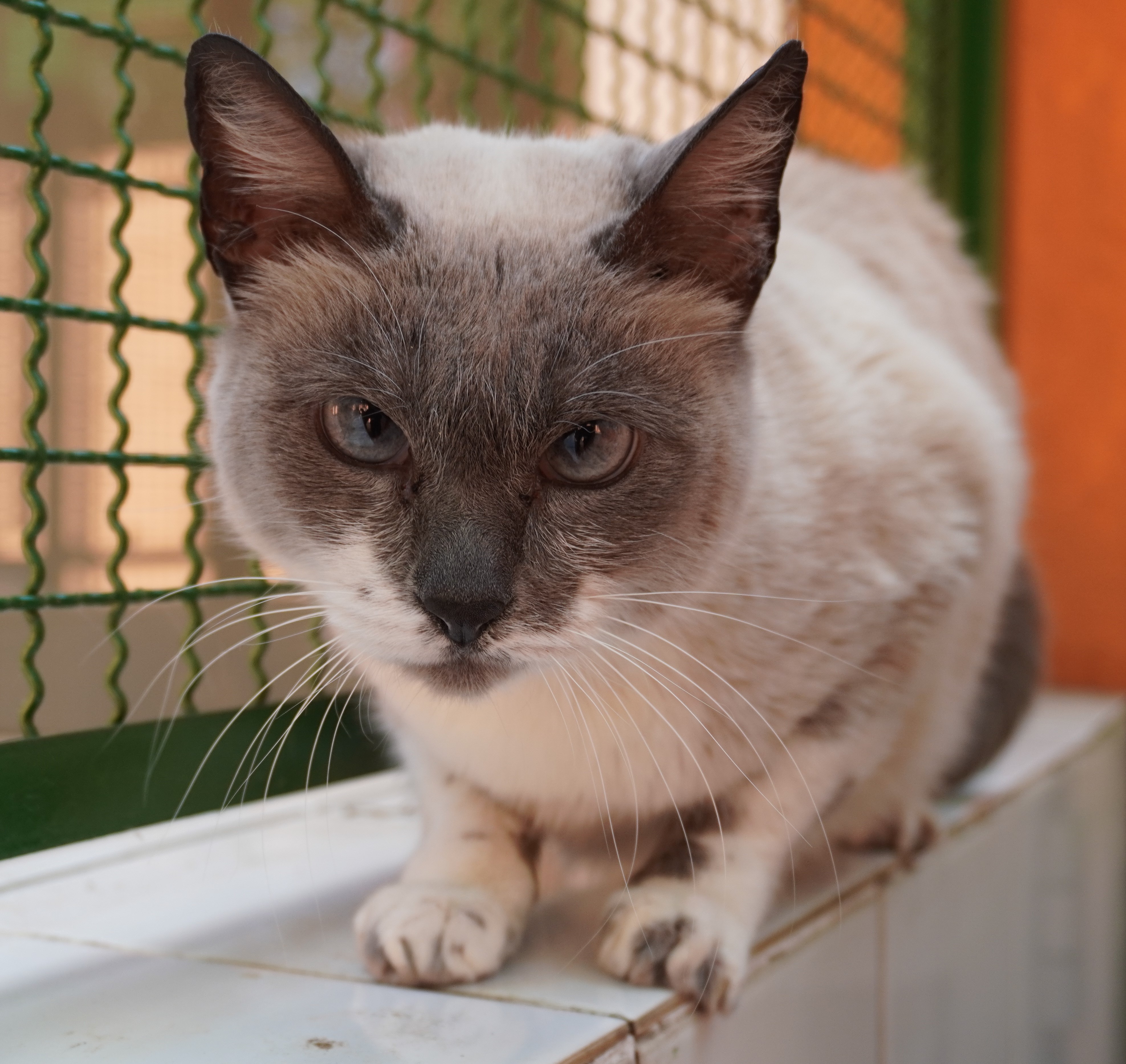 #PraCegoVer: Pequena é uma gata de pelagem branca com manchas cinzas, possui olhos azuis e está deitada olhando para frente. 