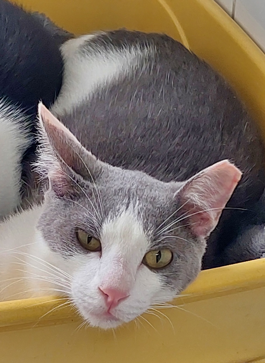 #PraCegoVer: Soluço é um gato de pelagem branca com manchas cinzas, possui olhos verdes, sua orelha esquerda está com a pontinha faltando, e está deitado olhando para frente. 