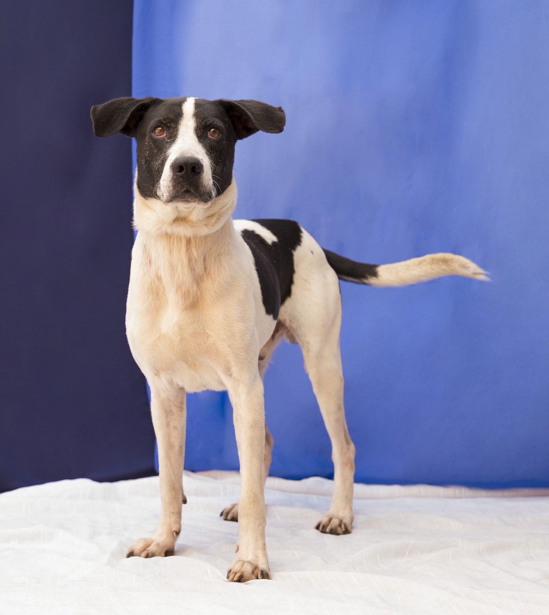 #PraCegoVer: Spock é um cachorro de pelagem branca com manchas pretas, possui olhos marrons, e está em pé, num fundo azul, olhando para cima.  