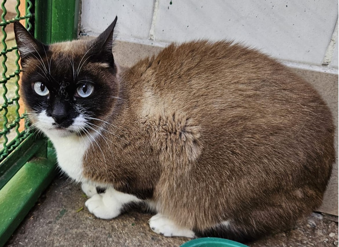 #PraCegoVer:Tati é uma gata de pelagem marrom com manchas brancas, possui olhos azuis, e está deitada olhando para frente.