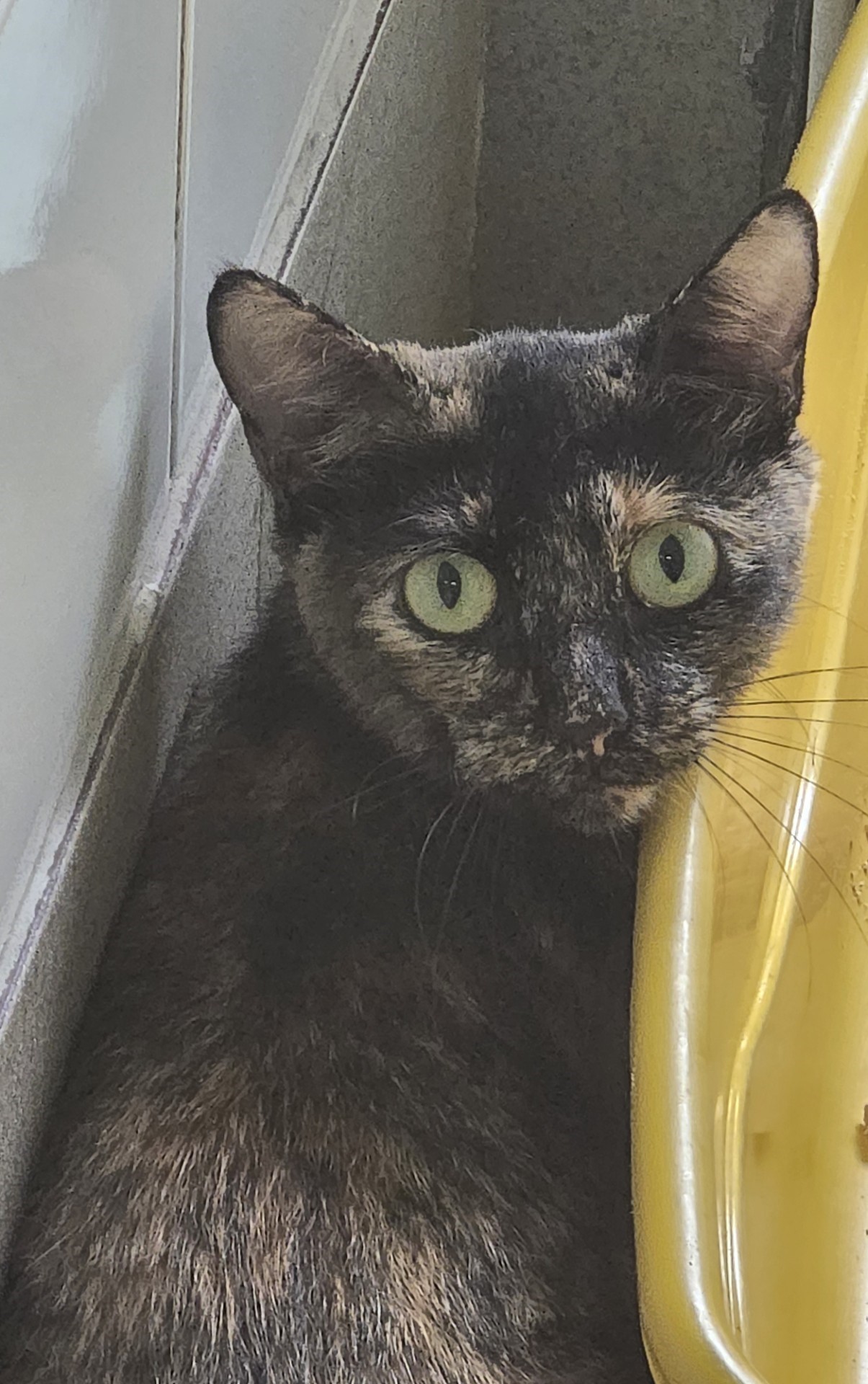 #PraCegoVer: Tawni é uma gata de pelagem preta com pequenas manchas laranjas, olhos verdes e está sentada olhando para frente