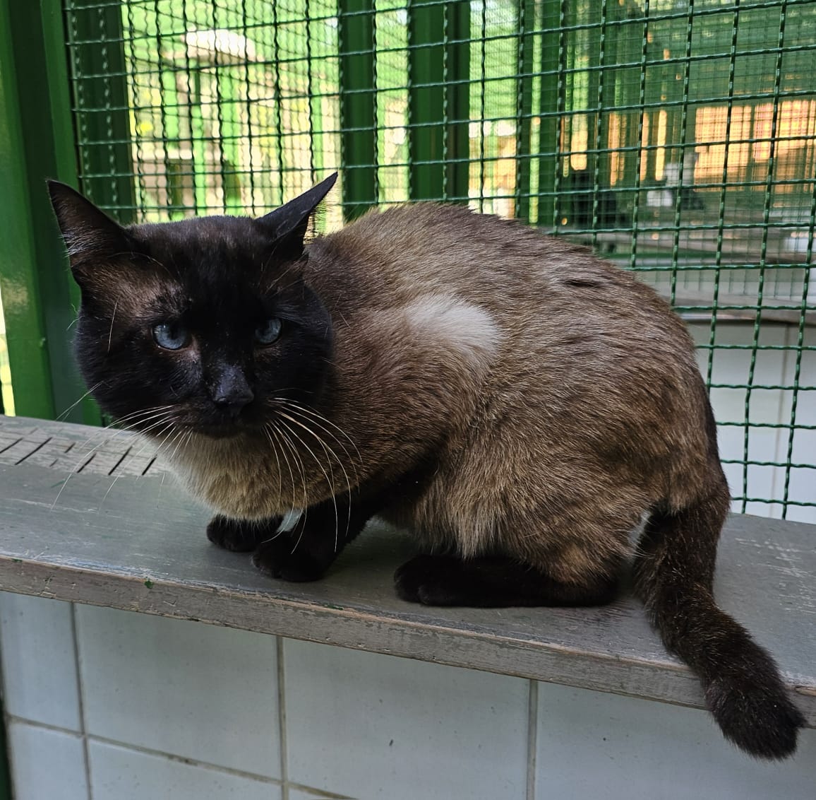 #PraCegoVer: Tony é um gato de pelagem preta com manchas marrons, possui os olhos azuis e está deitado olhando para o lado.