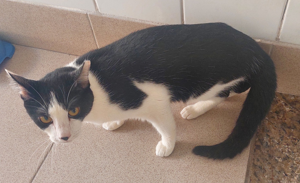 #PraCegoVer: Toretto é um gato de pelagem branca com manchas pretas, possui os olhos esverdeados e está em pé olhando para cima  